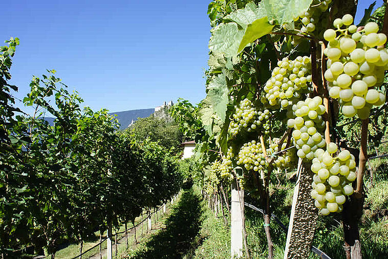 Blick auf Reben an einem Weinberg
