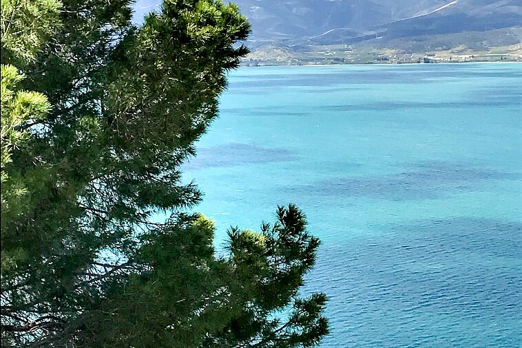 Blick auf blaues Meer mit einer Zeder im Vordergrund