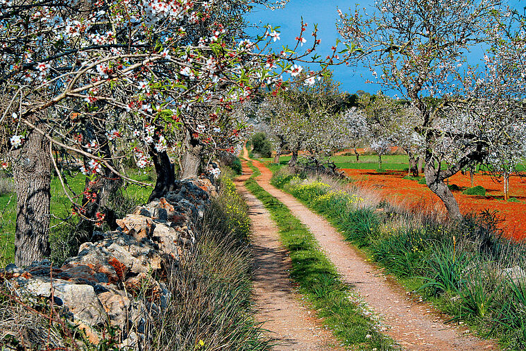 Ansicht eines Mandelbaums